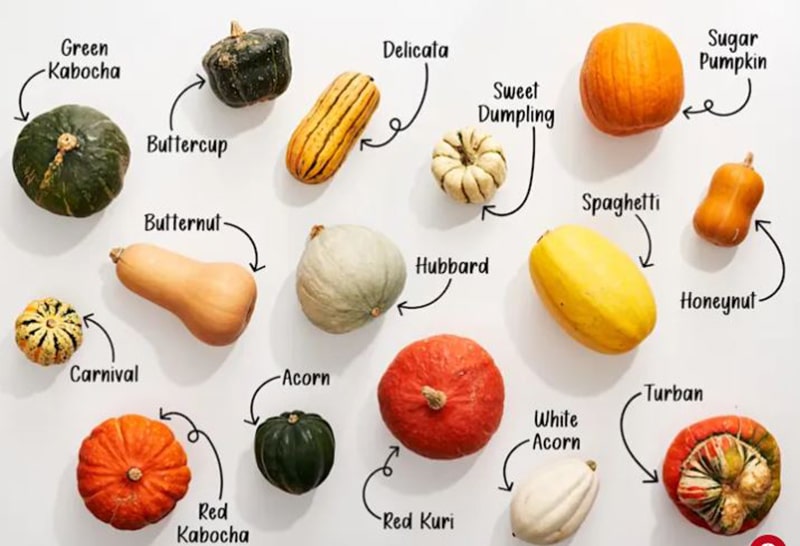 kinds of squashes